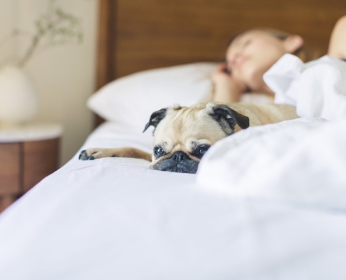 health-summer-heat-bed-dog-pug-tips-sleep-testing-study-apnea-snoring-amerisleep-treatment-diagnostics
